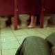 Someone films the activity in a womens public restroom and singles out one stall in which a woman sits on the toilet for a very long time - probably taking a shit, although no distinctive poop sounds are audible.